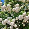 Japanese Snowball Viburnum Live Bare Root Plants - 6-12 Inch Tall, Outdoor - Image 1