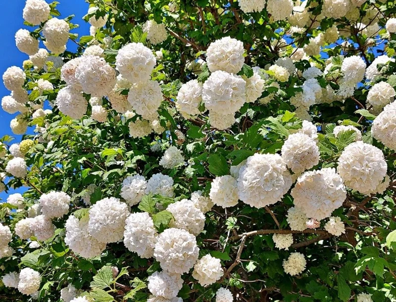 Japanese Snowball Viburnum Live Bare Root Plants - 6-12 Inch Tall, Outdoor Japanese Snowball Viburnum Live Bare Root Plants - 6-12 Inch Tall, Outdoor - Image 1