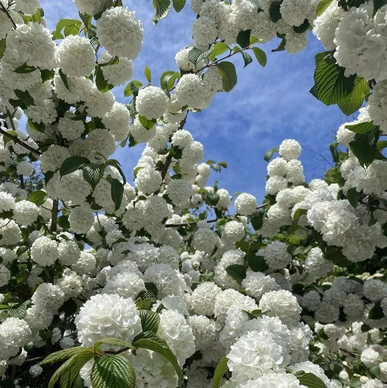 Japanese Snowball Viburnum Live Bare Root Plants - 6-12 Inch Tall, Outdoor Japanese Snowball Viburnum Live Bare Root Plants - 6-12 Inch Tall, Outdoor - Image 9