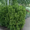 Japanese Yew Live Plant - Taxus x media 'Hicksii' - 5-7 Inch Tall Evergreen Shrub - Image 1