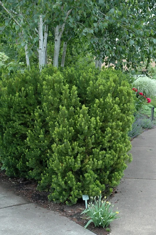 Japanese Yew Live Plant - Taxus x media 'Hicksii' - 5-7 Inch Tall Evergreen Shrub - Image 1