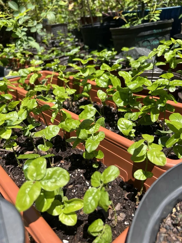 Jasmine Grand Duke Live Plant – Double White Flowers – 3-8 Inch Tall - Image 2