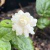 Jasmine Grand Duke Live Plant – Double White Flowers – 2-Pack – 2-5 Inch Tall – Potted Houseplant Jasmine Grand Duke Live Plant – Double White Flowers – 2-Pack – 2-5 Inch Tall – Potted Houseplant - Image 1