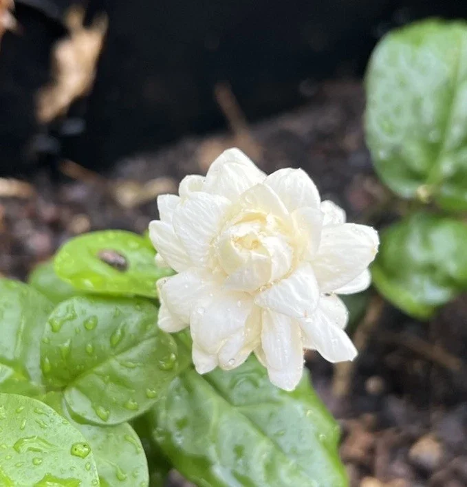 Jasmine Grand Duke Live Plant – Double White Flowers – 3-8 Inch Tall - Image 1