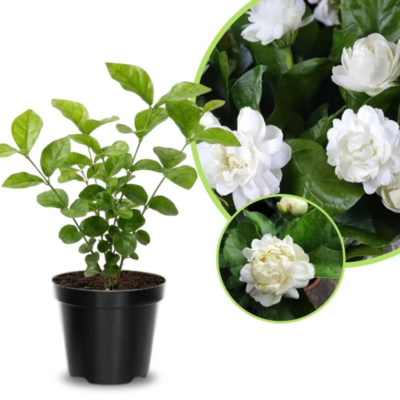 Jasmine Live Plant 4-6 Inch Tall - Fragrant White Blooms Indoor Outdoor Jasmine Live Plant 4-6 Inch Tall - Fragrant White Blooms Indoor Outdoor - Image 2