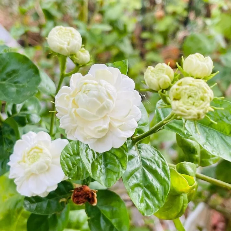 Jasmine Live Plant 4-6 Inch Tall - Fragrant White Blooms Indoor Outdoor Jasmine Live Plant 4-6 Inch Tall - Fragrant White Blooms Indoor Outdoor - Image 4