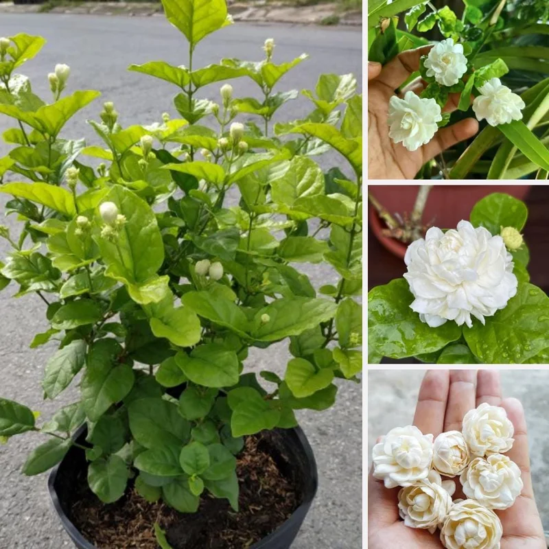 Jasmine Live Plant 4-6 Inch Tall - Fragrant White Blooms Indoor Outdoor Jasmine Live Plant 4-6 Inch Tall - Fragrant White Blooms Indoor Outdoor - Image 5