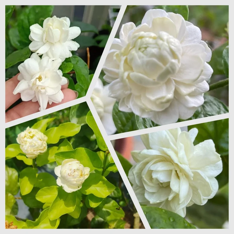 Jasmine Live Plant 4-6 Inch Tall - Fragrant White Blooms Indoor Outdoor Jasmine Live Plant 4-6 Inch Tall - Fragrant White Blooms Indoor Outdoor - Image 6