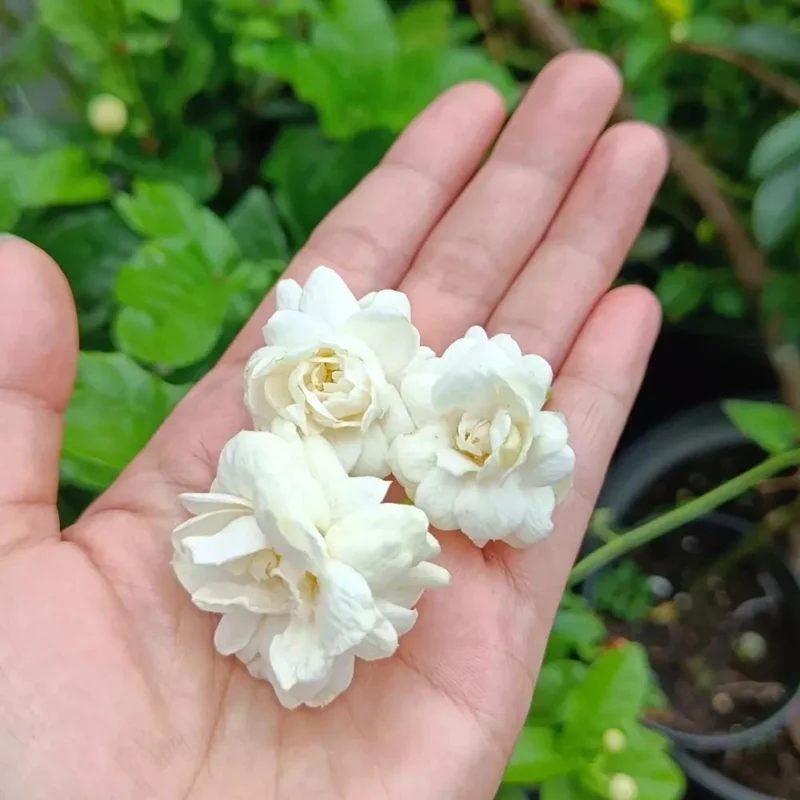 Jasmine Live Plant 4-6 Inch Tall - Fragrant White Blooms Indoor Outdoor Jasmine Live Plant 4-6 Inch Tall - Fragrant White Blooms Indoor Outdoor - Image 7