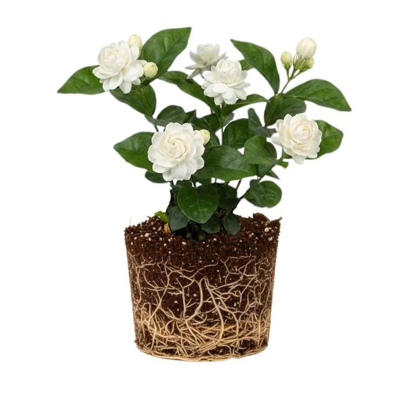 Jasmine Live Plant 4-6 Inch Tall - Fragrant White Blooms Indoor Outdoor Jasmine Live Plant 4-6 Inch Tall - Fragrant White Blooms Indoor Outdoor - Image 1
