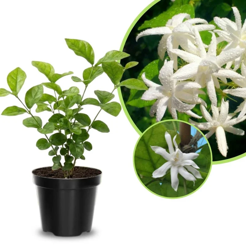 Jasmine Live Plant – White Flower Blooms – 4-6 Inch Tall – Indoor Outdoor Fragrant Vine Jasmine Live Plant – White Flower Blooms – 4-6 Inch Tall – Indoor Outdoor Fragrant Vine - Image 2