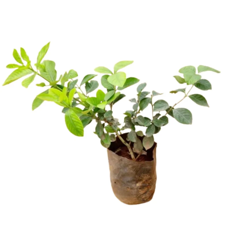 Jasmine Live Plant – White Flower Blooms – 4-6 Inch Tall – Indoor Outdoor Fragrant Vine Jasmine Live Plant – White Flower Blooms – 4-6 Inch Tall – Indoor Outdoor Fragrant Vine - Image 3