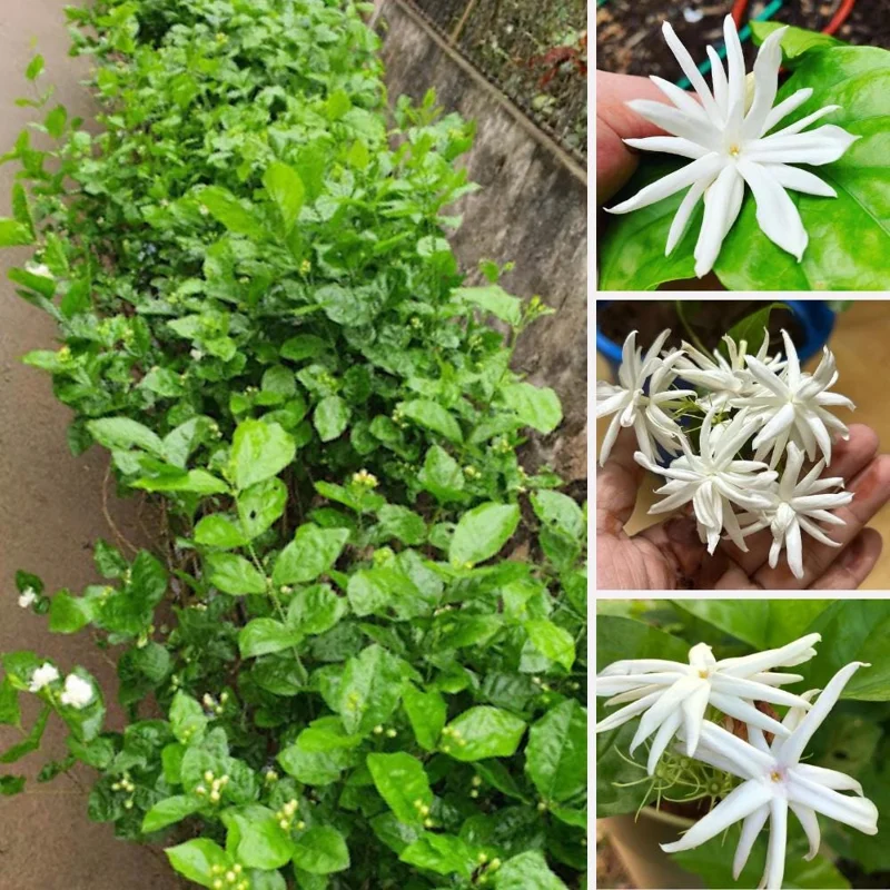 Jasmine Live Plant – White Flower Blooms – 4-6 Inch Tall – Indoor Outdoor Fragrant Vine Jasmine Live Plant – White Flower Blooms – 4-6 Inch Tall – Indoor Outdoor Fragrant Vine - Image 4
