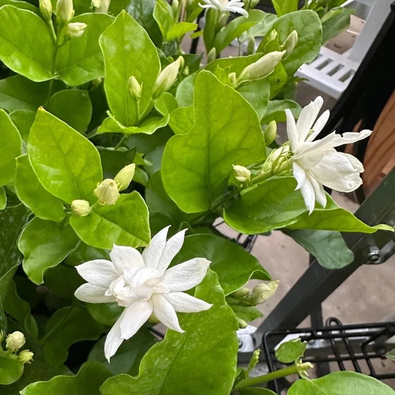 Jasmine Live Plant – White Flower Blooms – 4-6 Inch Tall – Indoor Outdoor Fragrant Vine Jasmine Live Plant – White Flower Blooms – 4-6 Inch Tall – Indoor Outdoor Fragrant Vine - Image 5