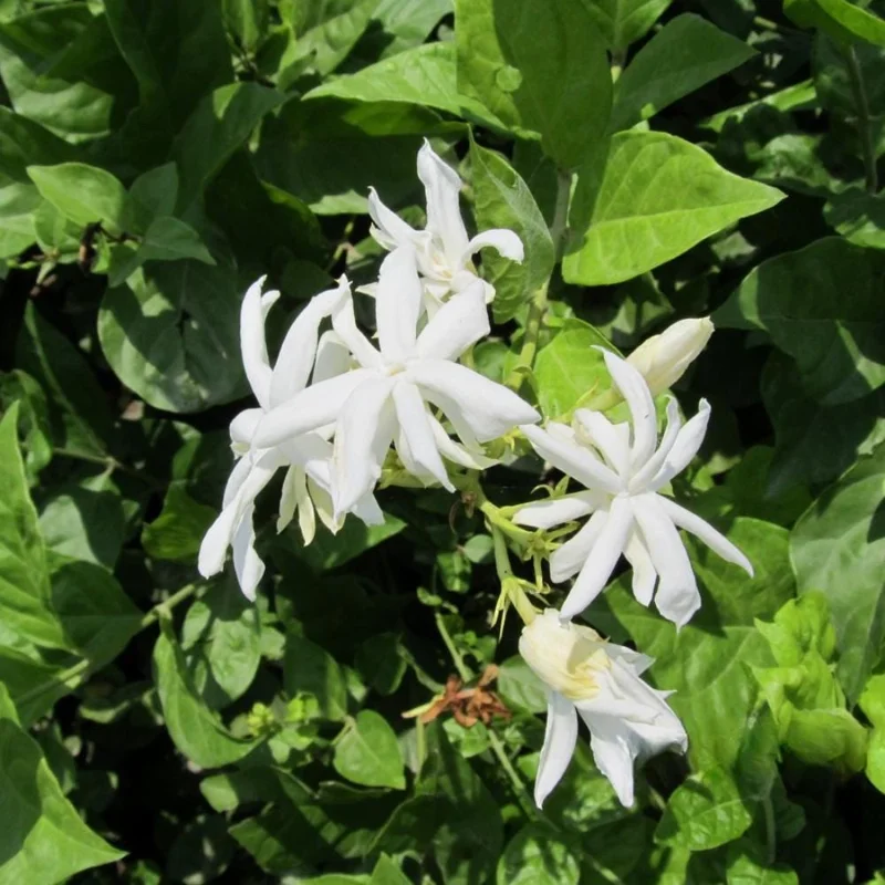Jasmine Live Plant – White Flower Blooms – 4-6 Inch Tall – Indoor Outdoor Fragrant Vine Jasmine Live Plant – White Flower Blooms – 4-6 Inch Tall – Indoor Outdoor Fragrant Vine - Image 6