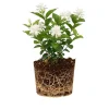 Jasmine Live Plant – White Flower Blooms – 4-6 Inch Tall – Indoor Outdoor Fragrant Vine Jasmine Live Plant – White Flower Blooms – 4-6 Inch Tall – Indoor Outdoor Fragrant Vine - Image 1