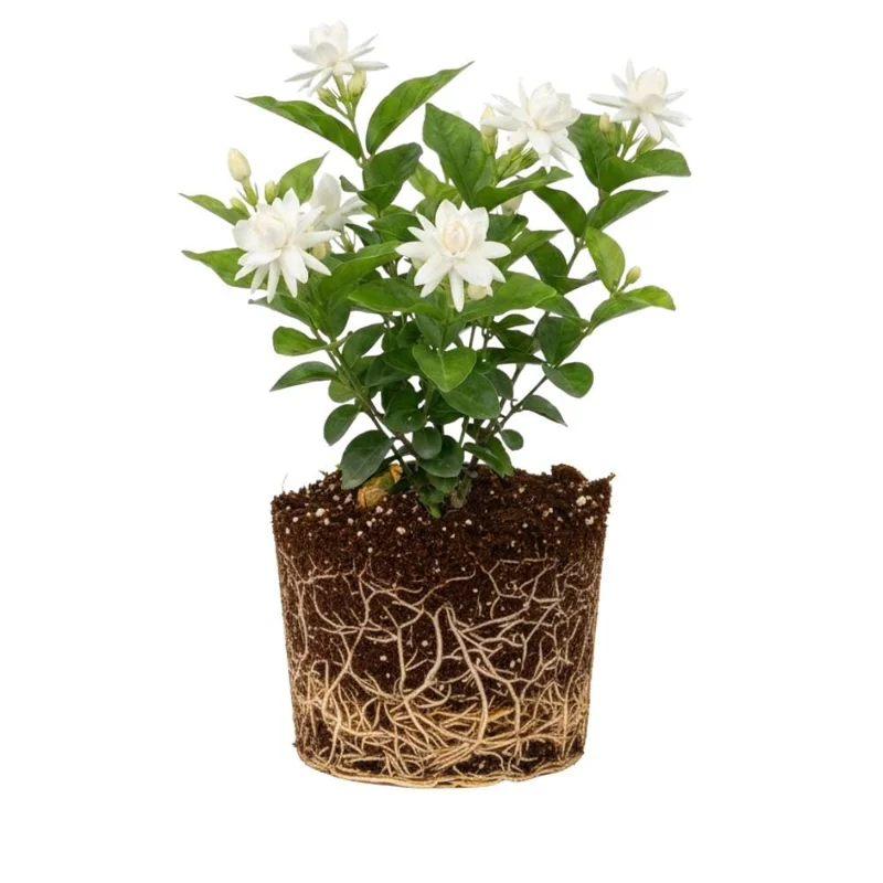 Jasmine Live Plant – White Flower Blooms – 4-6 Inch Tall – Indoor Outdoor Fragrant Vine Jasmine Live Plant – White Flower Blooms – 4-6 Inch Tall – Indoor Outdoor Fragrant Vine - Image 1