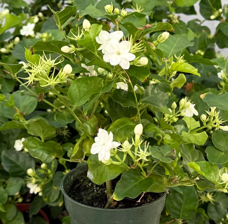 Jasmine Maid of Orleans Live Plant - Fragrant Flowers - 4 Inch Pot - Indoor/Outdoor Jasmine Maid of Orleans Live Plant - Fragrant Flowers - 4 Inch Pot - Indoor/Outdoor - Image 2