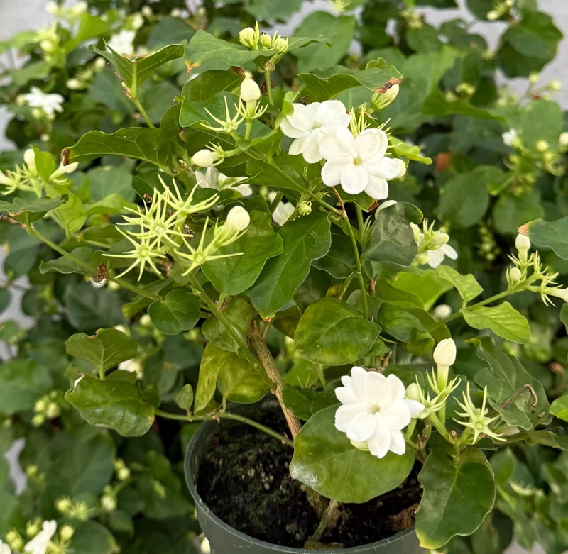 Jasmine Maid of Orleans Live Plant - Fragrant Flowers - 4 Inch Pot - Indoor/Outdoor Jasmine Maid of Orleans Live Plant - Fragrant Flowers - 4 Inch Pot - Indoor/Outdoor - Image 3