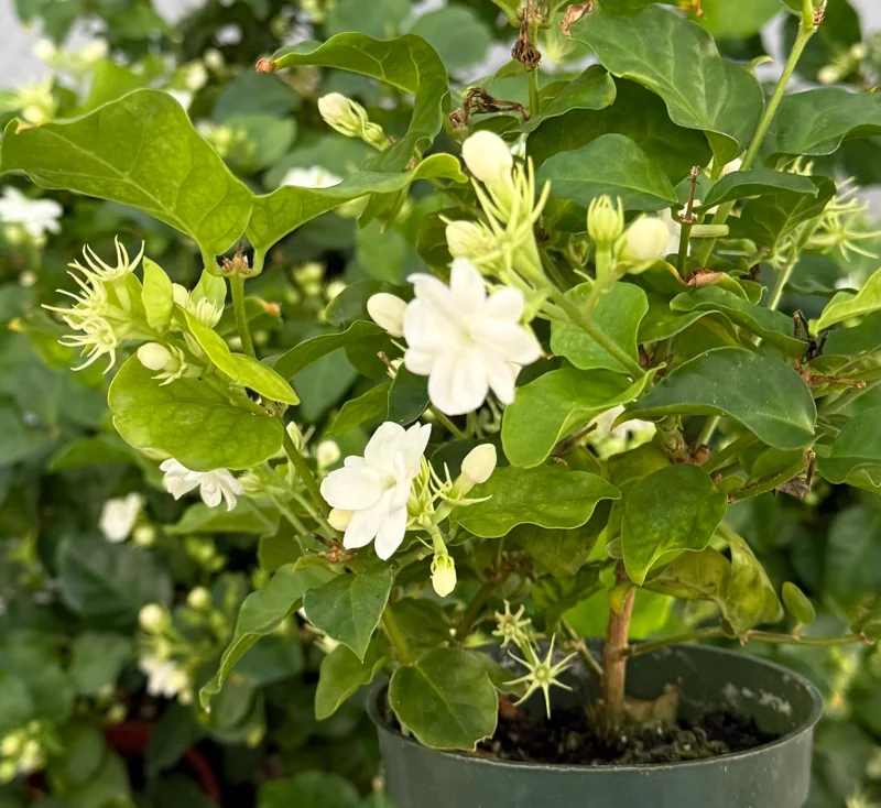 Jasmine Maid of Orleans Live Plant - Fragrant Flowers - 4 Inch Pot - Indoor/Outdoor Jasmine Maid of Orleans Live Plant - Fragrant Flowers - 4 Inch Pot - Indoor/Outdoor - Image 4