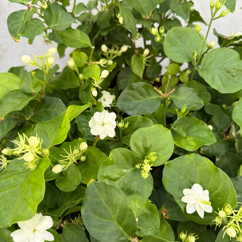 Jasmine Maid of Orleans Live Plant - Fragrant Flowers - 4 Inch Pot - Indoor/Outdoor Jasmine Maid of Orleans Live Plant - Fragrant Flowers - 4 Inch Pot - Indoor/Outdoor - Image 5