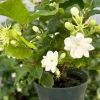 Jasmine Maid of Orleans Live Plant - Fragrant Flowers - 4 Inch Pot - Indoor/Outdoor Jasmine Maid of Orleans Live Plant - Fragrant Flowers - 4 Inch Pot - Indoor/Outdoor - Image 1