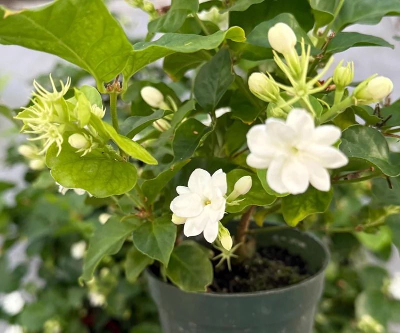 Jasmine Maid of Orleans Live Plant - Fragrant Flowers - 4 Inch Pot - Indoor/Outdoor Jasmine Maid of Orleans Live Plant - Fragrant Flowers - 4 Inch Pot - Indoor/Outdoor - Image 1