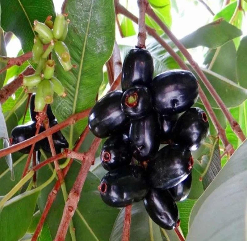 Java Plum Live Tree - 2.5ft Seedling in 1 Gallon Pot - Tropical Fruit Plant Java Plum Live Tree - 2.5ft Seedling in 1 Gallon Pot - Tropical Fruit Plant - Image 2