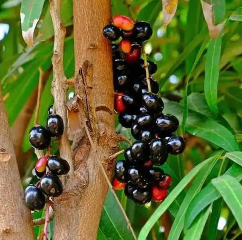 Java Plum Live Tree - 2.5ft Seedling in 1 Gallon Pot - Tropical Fruit Plant Java Plum Live Tree - 2.5ft Seedling in 1 Gallon Pot - Tropical Fruit Plant - Image 3