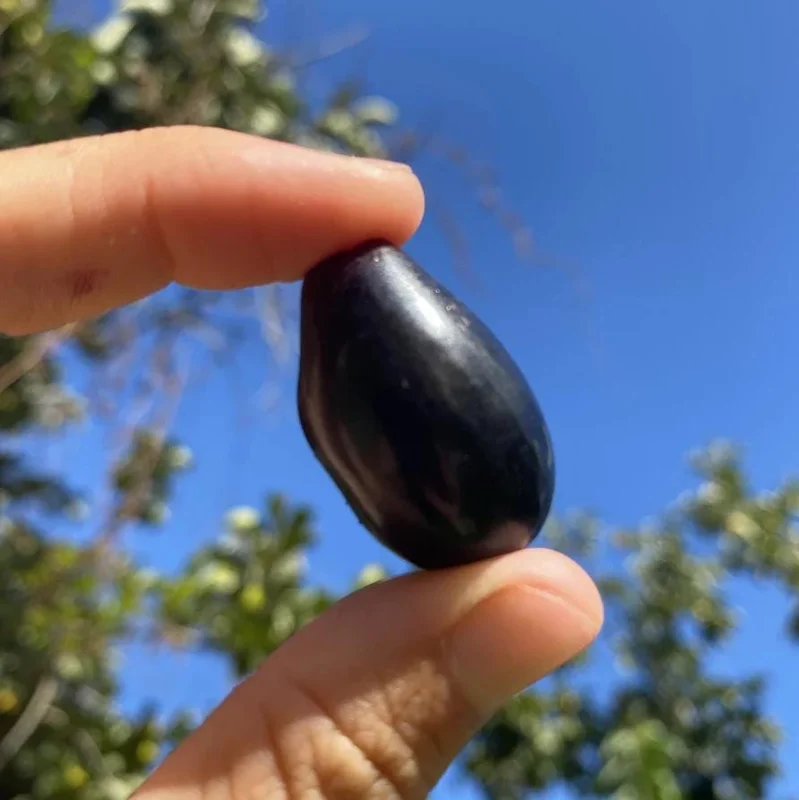 Java Plum Live Tree - 2.5ft Seedling in 1 Gallon Pot - Tropical Fruit Plant Java Plum Live Tree - 2.5ft Seedling in 1 Gallon Pot - Tropical Fruit Plant - Image 4