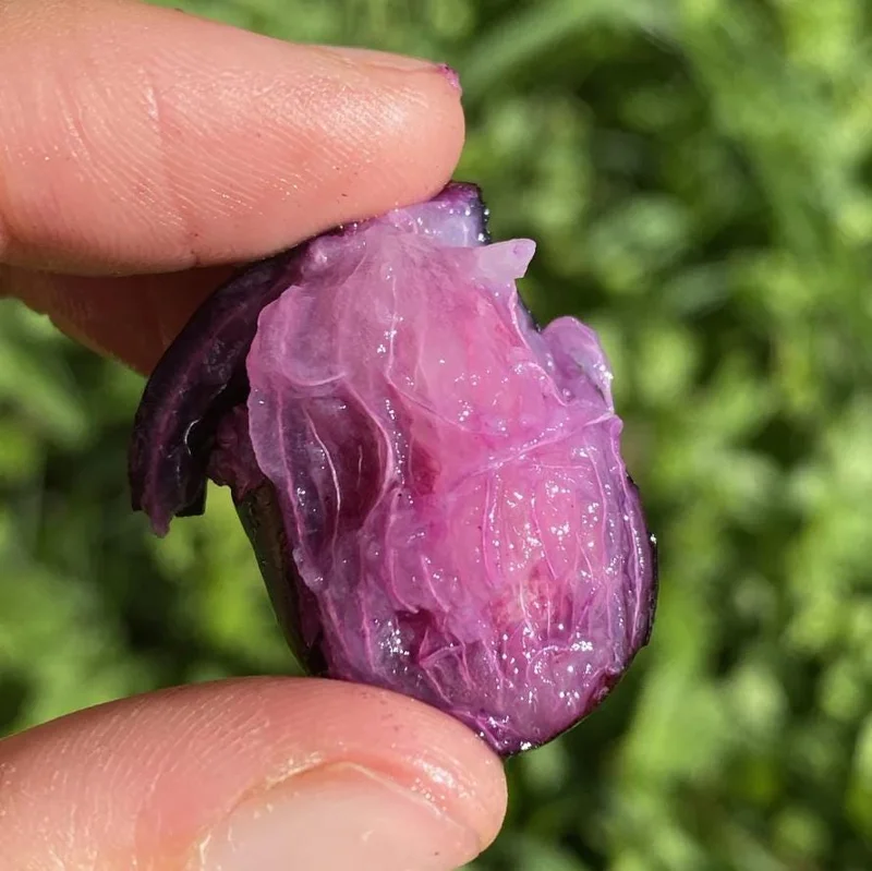 Java Plum Live Tree - 2.5ft Seedling in 1 Gallon Pot - Tropical Fruit Plant Java Plum Live Tree - 2.5ft Seedling in 1 Gallon Pot - Tropical Fruit Plant - Image 5