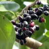Java Plum Live Tree - 2.5ft Seedling in 1 Gallon Pot - Tropical Fruit Plant Java Plum Live Tree - 2.5ft Seedling in 1 Gallon Pot - Tropical Fruit Plant - Image 1