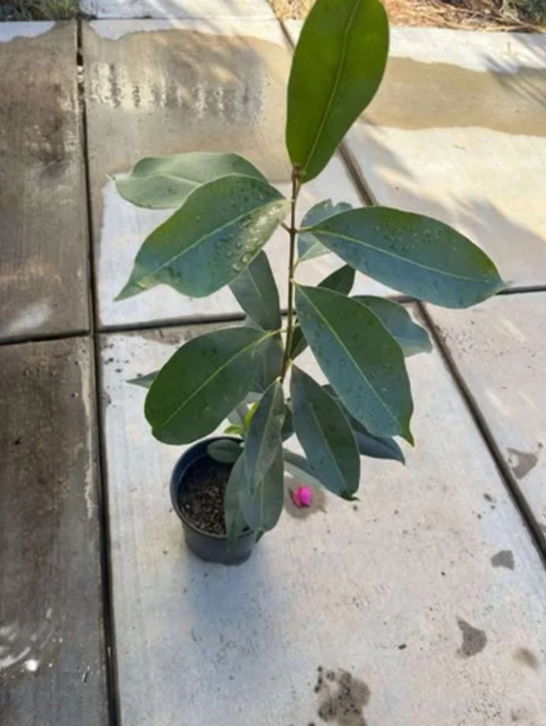 Java Plum Live Tree - 2.5ft Seedling in 1 Gallon Pot - Tropical Fruit Plant Java Plum Live Tree - 2.5ft Seedling in 1 Gallon Pot - Tropical Fruit Plant - Image 7