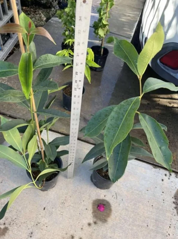 Java Plum Live Tree - 2.5ft Seedling in 1 Gallon Pot - Tropical Fruit Plant Java Plum Live Tree - 2.5ft Seedling in 1 Gallon Pot - Tropical Fruit Plant - Image 8