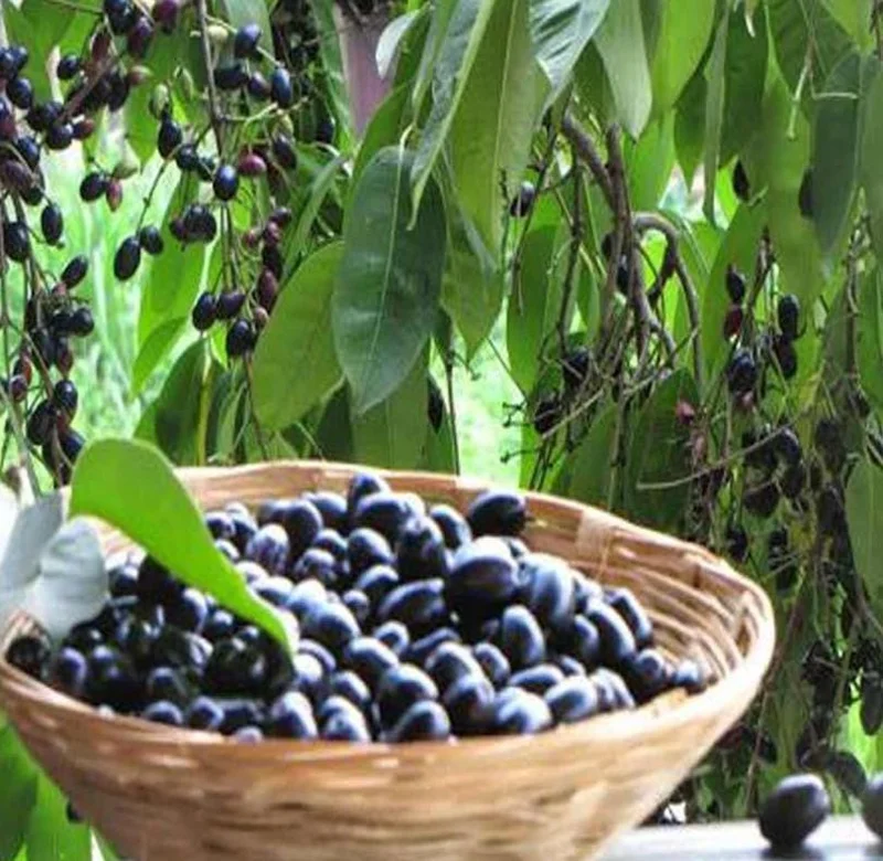 Java Plum Live Tree - 2.5ft Seedling in 1 Gallon Pot - Tropical Fruit Plant Java Plum Live Tree - 2.5ft Seedling in 1 Gallon Pot - Tropical Fruit Plant - Image 9