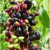 Java Plum Tree Live Plant (Syzygium Cumini) - Jamun Fruit Tree 1.5-2 Feet Tall - Image 1