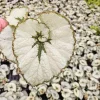 Java Rex Begonia Live Plant - Escargot Silver Swirl Begonia, 5 Inch Pot - Image 1