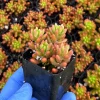 Jelly Bean Sedum Live Succulent Plant – Sedum Rubrotinctum – 2 Inch Pot - Image 1