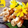 Jerusalem Artichoke Sunchoke Seeds - 20 Count - Yellow Flowers - Helianthus Tuberosus - Image 1