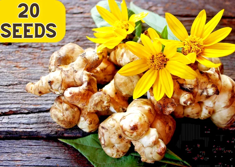 Jerusalem Artichoke Sunchoke Seeds - 20 Count - Yellow Flowers - Helianthus Tuberosus Jerusalem Artichoke Sunchoke Seeds - 20 Count - Yellow Flowers - Helianthus Tuberosus - Image 1
