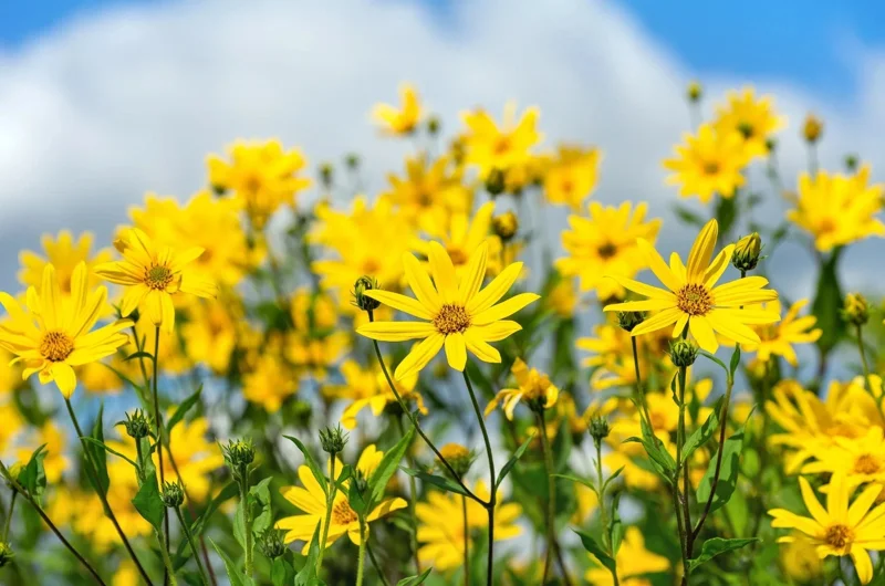 Jerusalem Artichoke Sunchoke Seeds - 20 Count - Yellow Flowers - Helianthus Tuberosus Jerusalem Artichoke Sunchoke Seeds - 20 Count - Yellow Flowers - Helianthus Tuberosus - Image 2