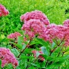 Joe Pye Weed Seeds - Bonset Eupatorium Purpureum, Tall Wildflower, Bulk 1001 Seeds - Image 1