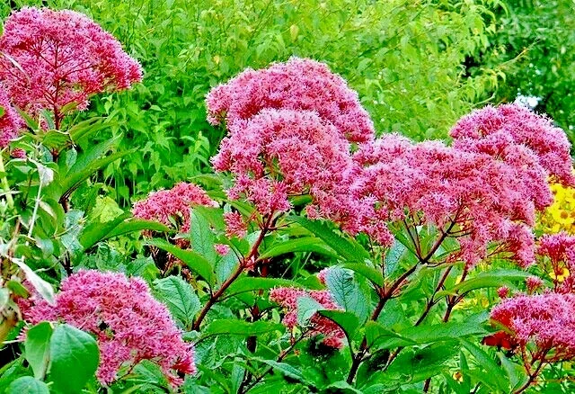 Joe Pye Weed Seeds - Bonset Eupatorium Purpureum, Tall Wildflower, Bulk 1001 Seeds - Image 1