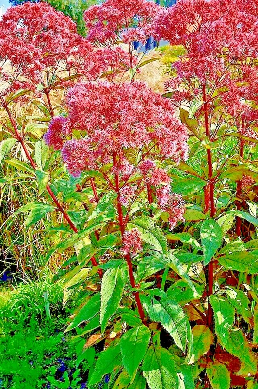 Joe Pye Weed Seeds - Bonset Eupatorium Purpureum, Tall Wildflower, Bulk 1001 Seeds - Image 2