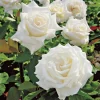 John F Kennedy White Rose Plant Live, Fragrant, 4-7 Inch Tall, Outdoor - Image 1