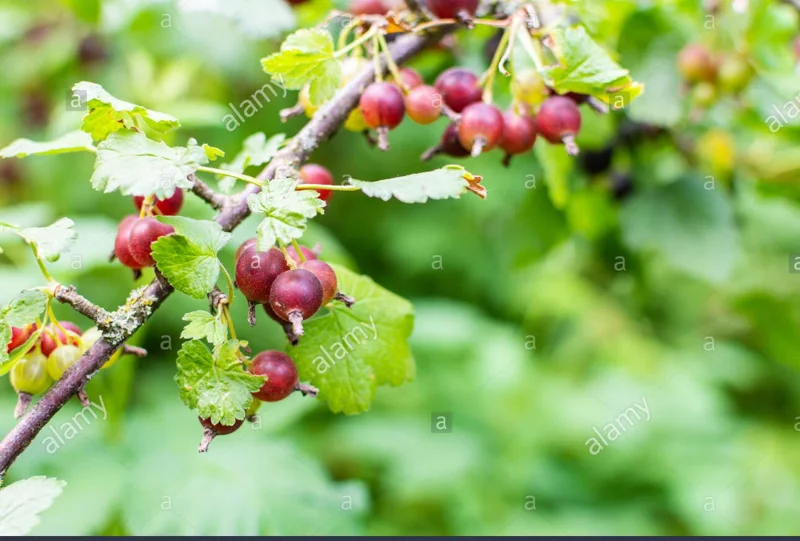 Jostaberry Orus 8 Gooseberry Bush Cuttings - Set of 12 Unrooted Jostaberry Orus 8 Gooseberry Bush Cuttings - Set of 12 Unrooted - Image 3