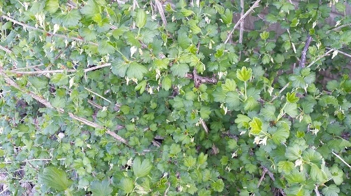 Jostaberry Orus 8 Gooseberry Bush Cuttings - Set of 12 Unrooted Jostaberry Orus 8 Gooseberry Bush Cuttings - Set of 12 Unrooted - Image 1