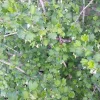 Jostaberry Orus 8 Gooseberry Bush Cuttings - Set of 12 Unrooted for Planting - Image 1