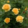 Julia Child Rose Live Plant - Buttery Yellow Floribunda Bush, 5-8" Tall - Image 1