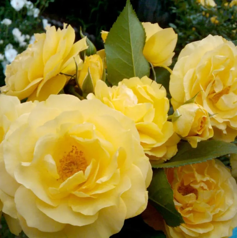 Julia Child Rose Live Plant - Yellow Floribunda Bush for Outdoor Garden, 4-7 Inch Tall Julia Child Rose Live Plant - Yellow Floribunda Bush for Outdoor Garden, 4-7 Inch Tall - Image 2